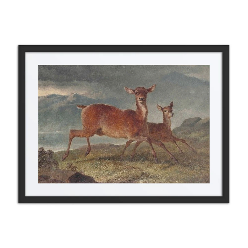 Red Hind and Calf