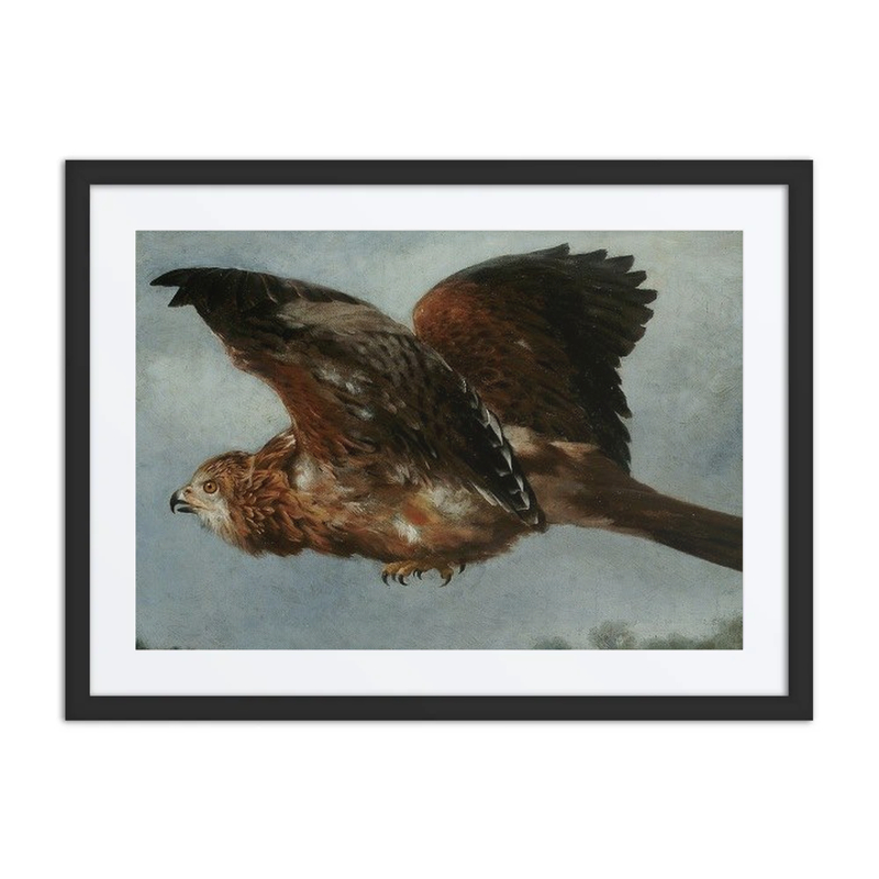 Red Kite in Flight