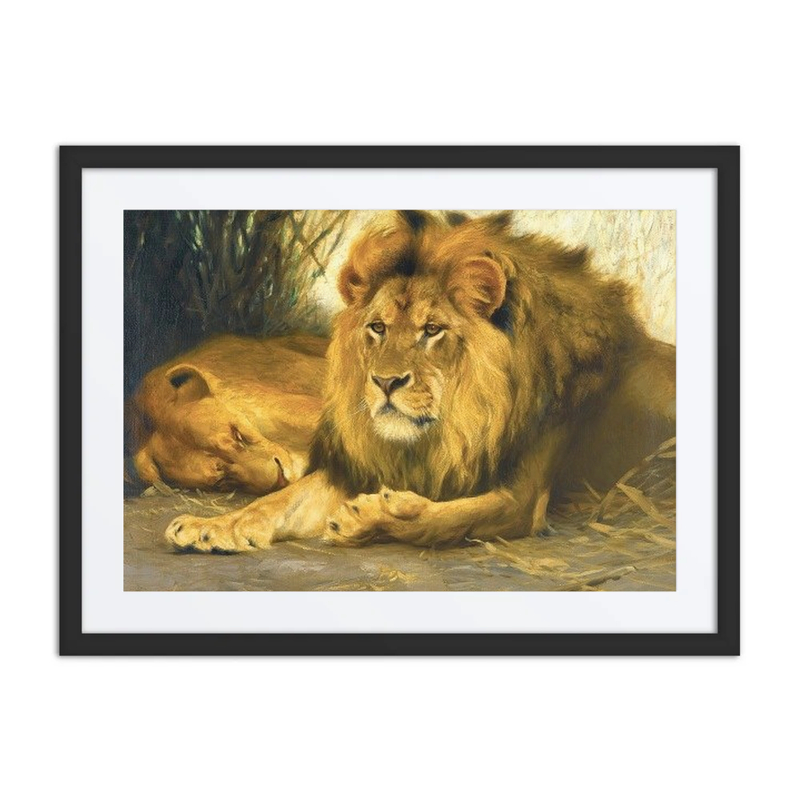 Resting Lions