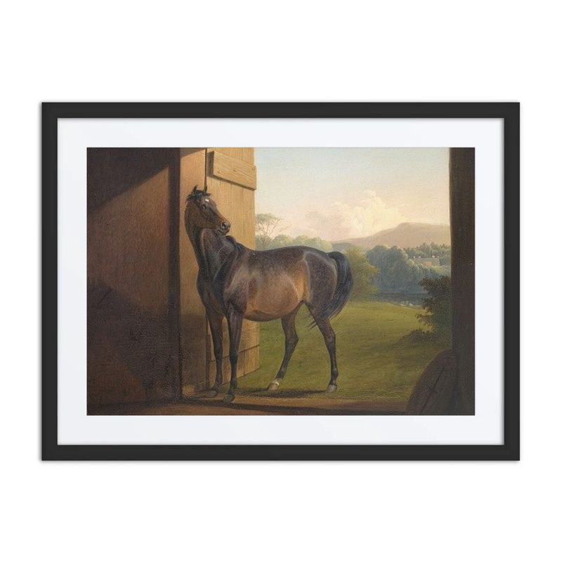 Reveller Mare