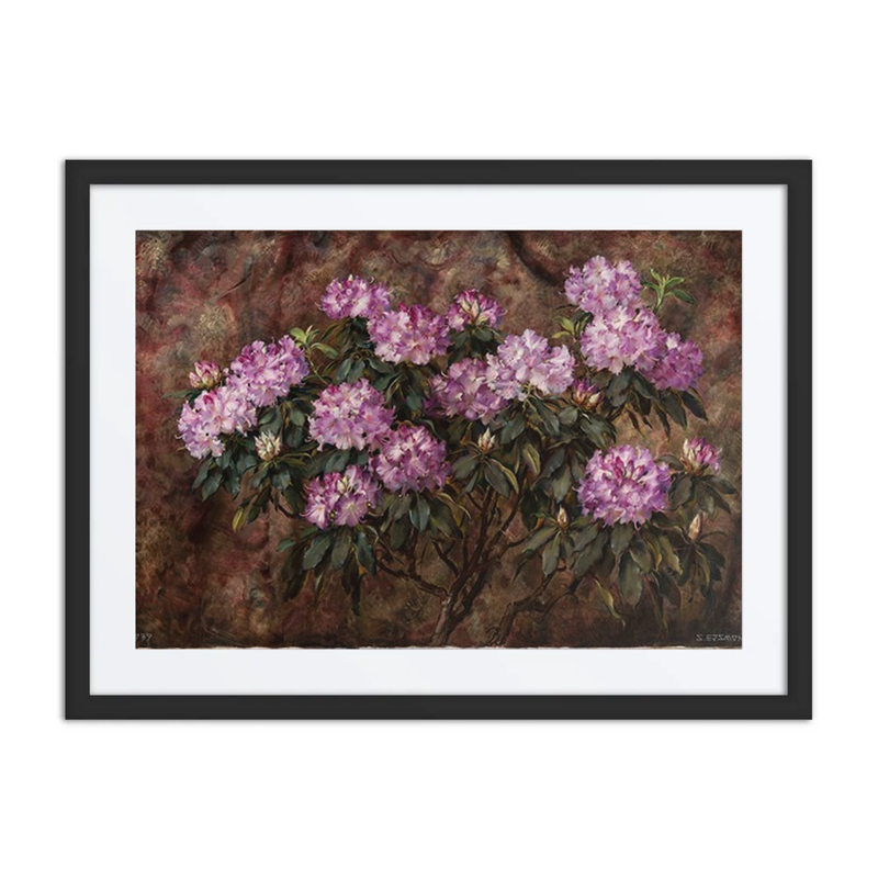 Rhododendrons