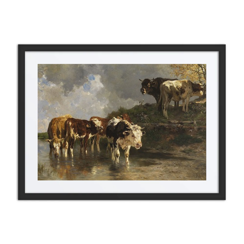 Rinder an Der Tränke