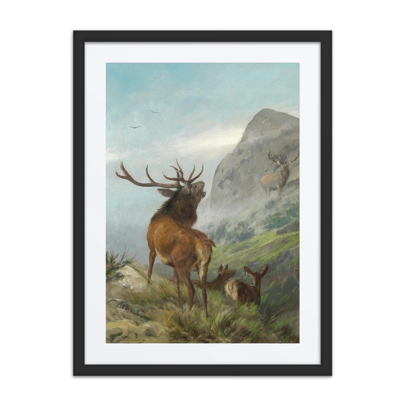 Roaring Red Deer