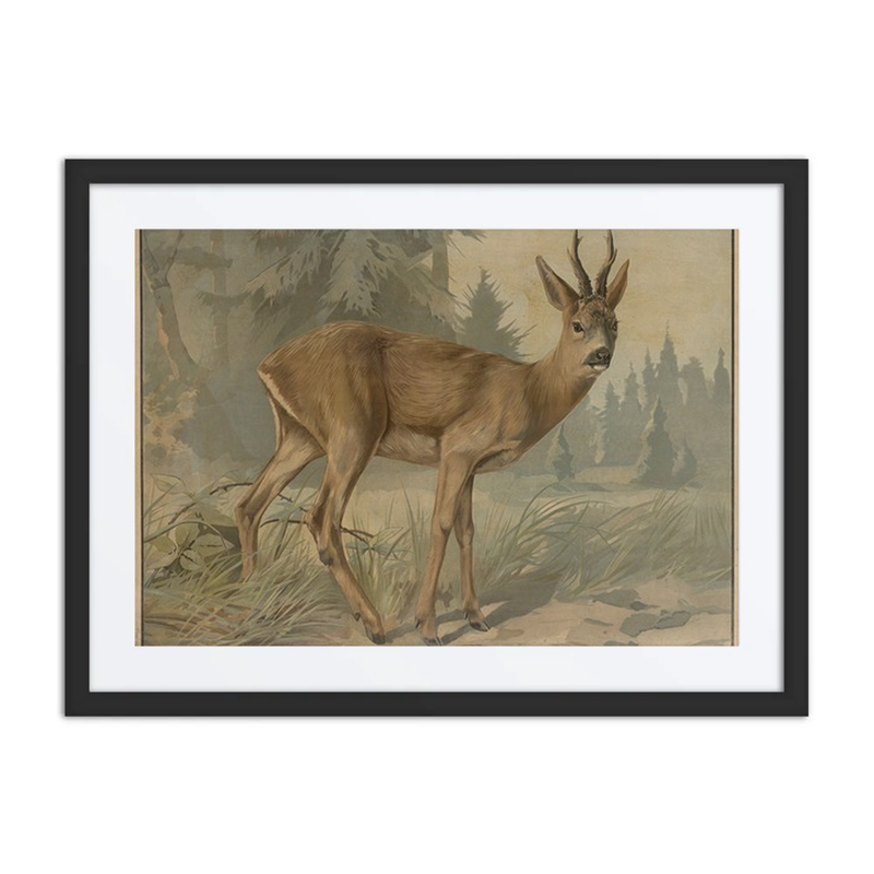 Roe Deer in Forest