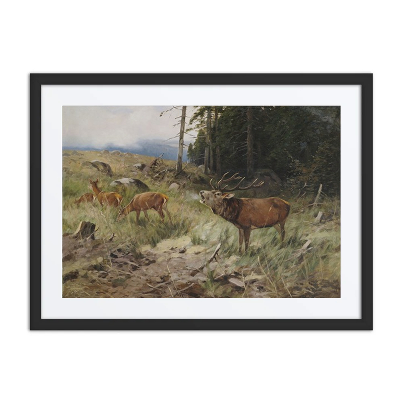 Röhrender Hirsch Und Rehe Am Waldrand