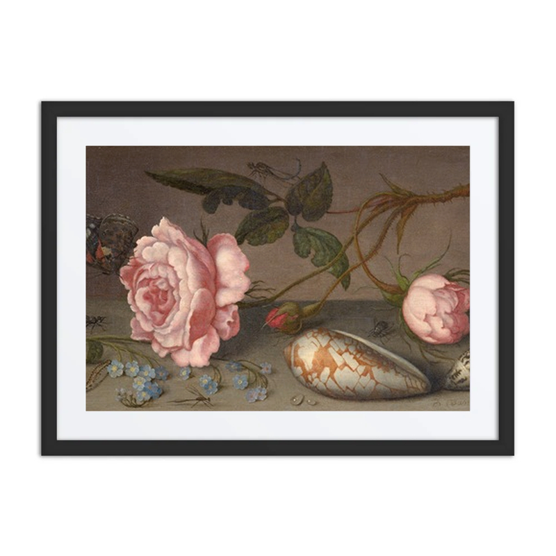 Roses, Shells, and Insects