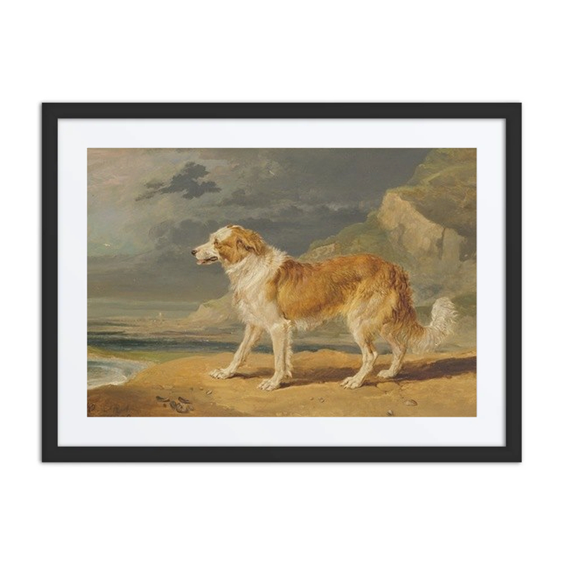 Rough-Coated Collie