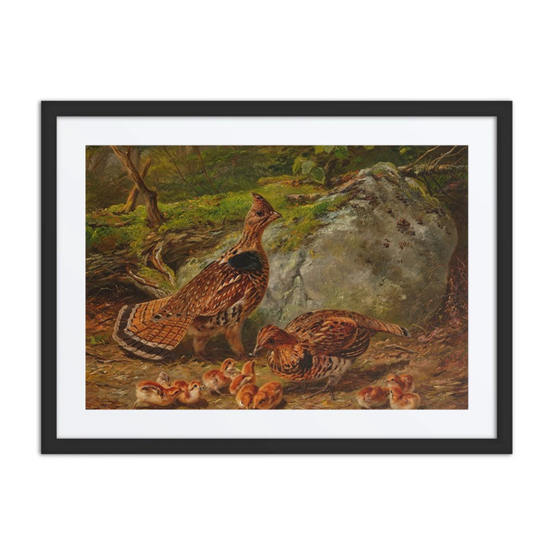Ruffed Grouse