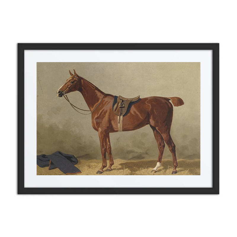 Saddled Riding Horse