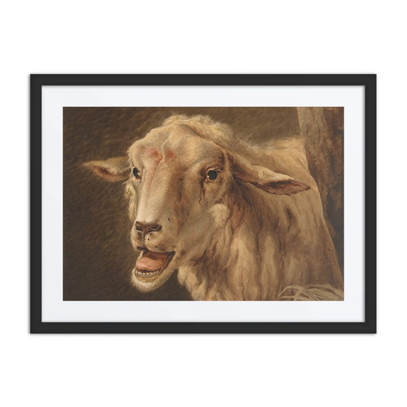Schaapskop (sheep’s Head)