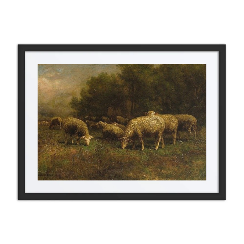 Sheep at Pasture