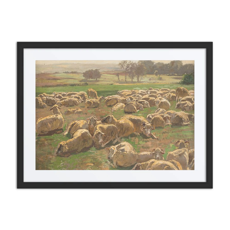 Sheep