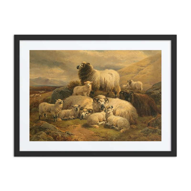 Sheep in the Scottish Highlands