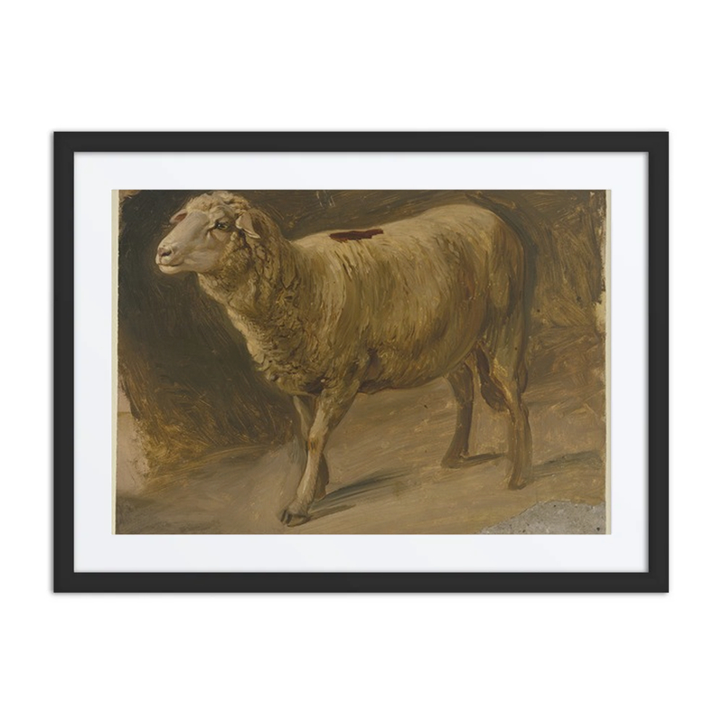 Sheep Study