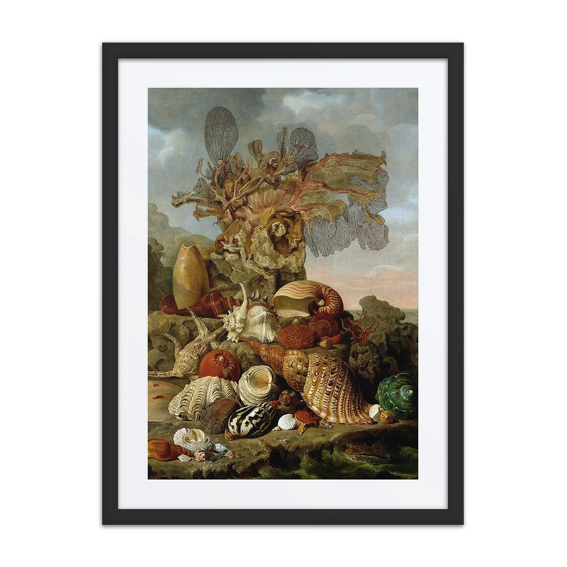 Shells and Marine Plants