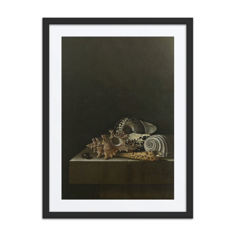 Shells on a Stone Plinth