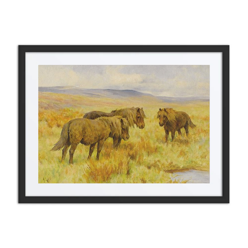 Shetland Ponies