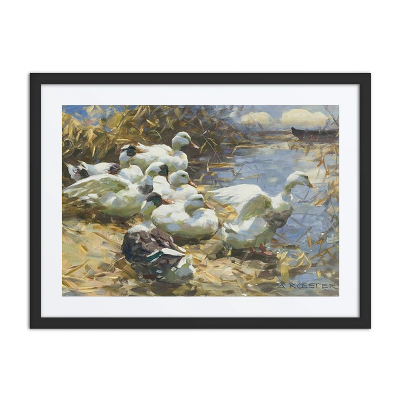 Sieben Enten Am Ufer