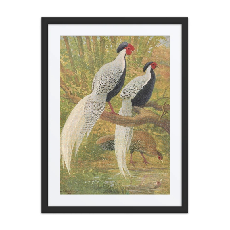 Silver Pheasants