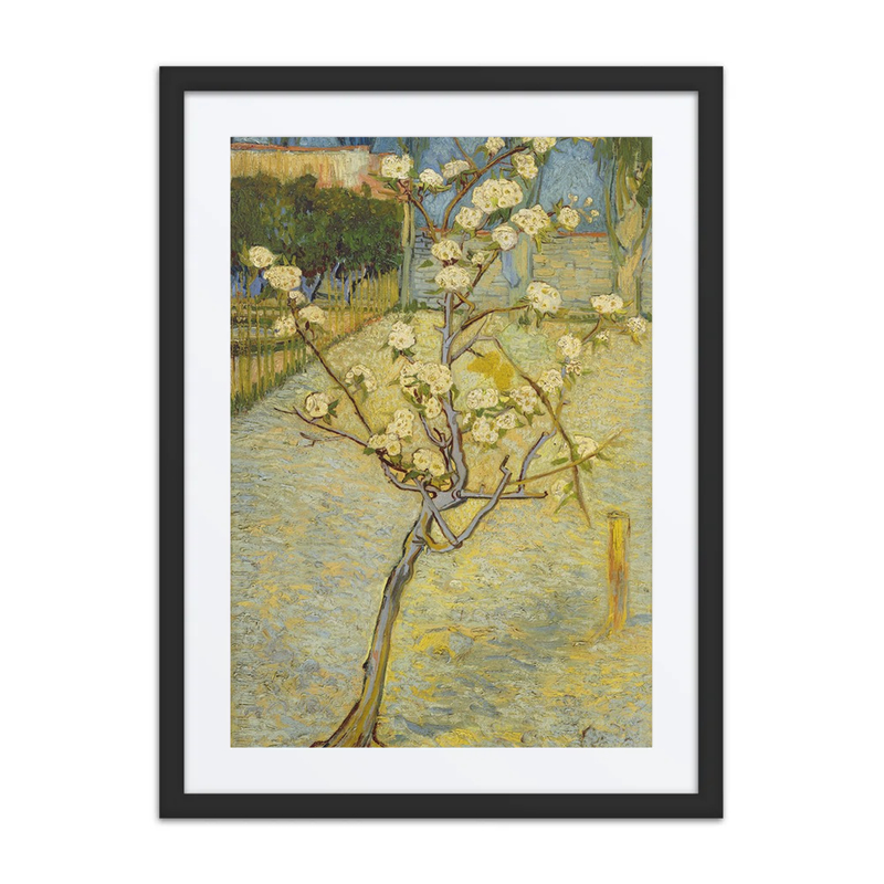 Small Pear Tree in Blossom
