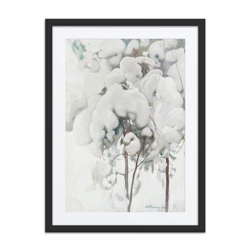 Snow-Covered Pine Saplings