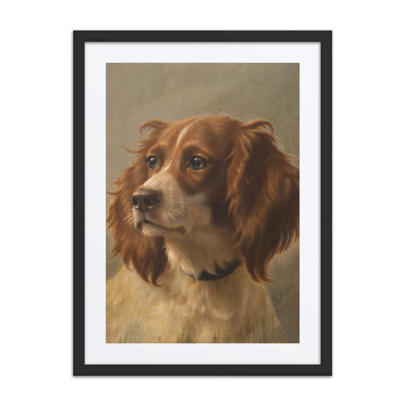 Spaniel Portrait