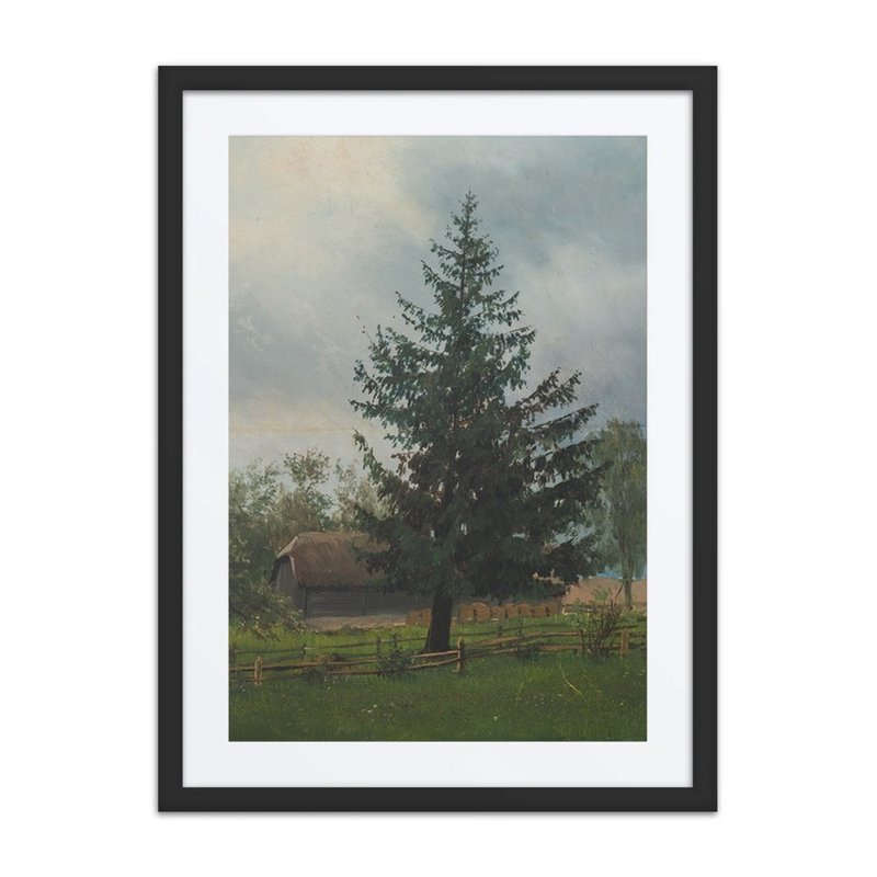 Spruce