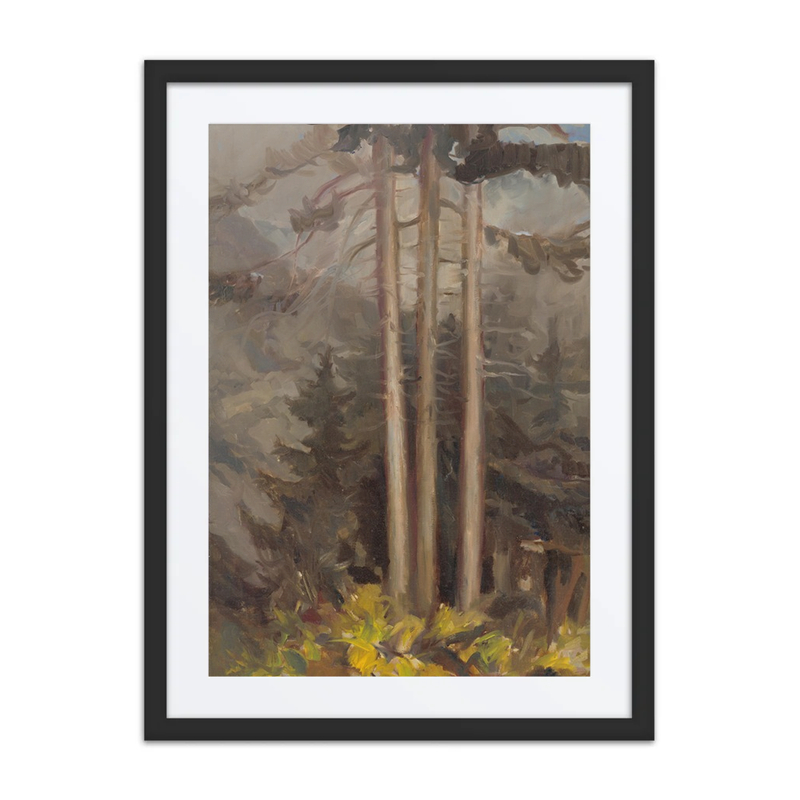 Spruces