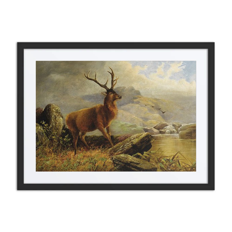 Stag at Mountain Stream