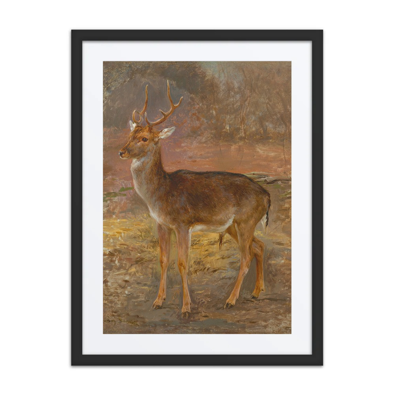 Stag