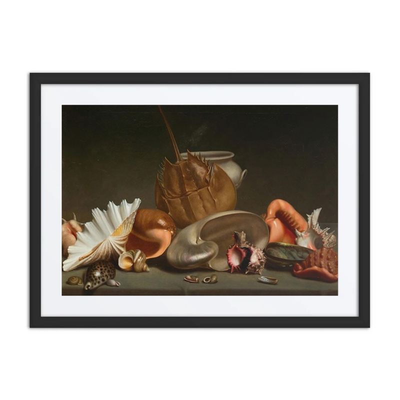 Still Life with Sea Shells and Molluscs