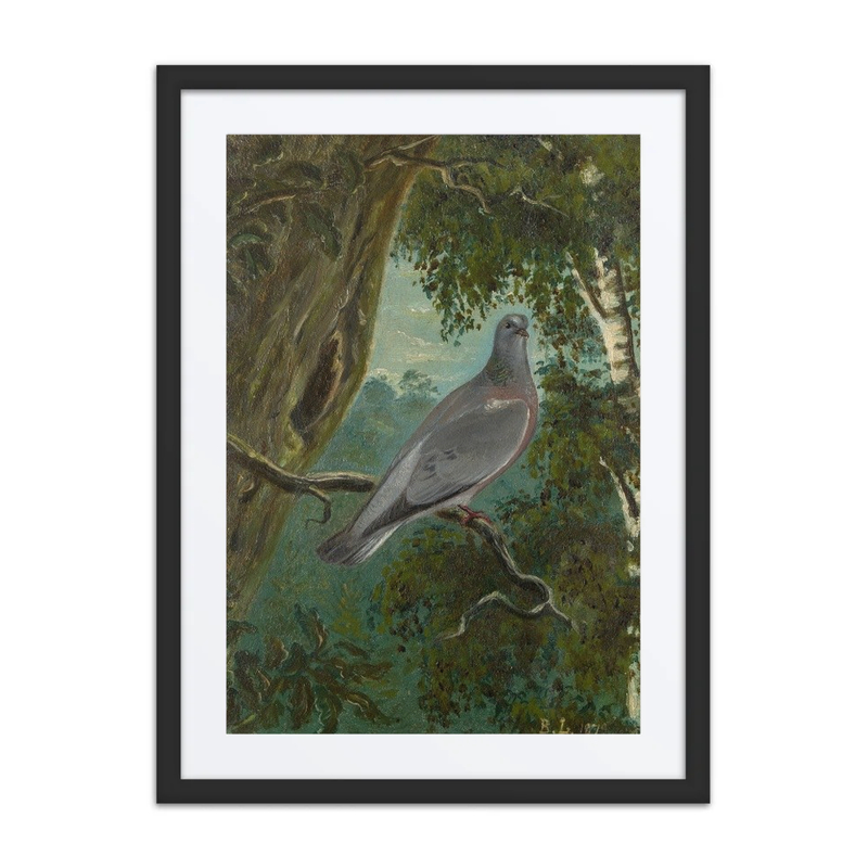 Stock Dove