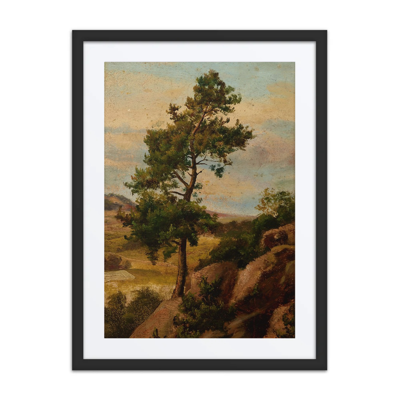 Stone Pine