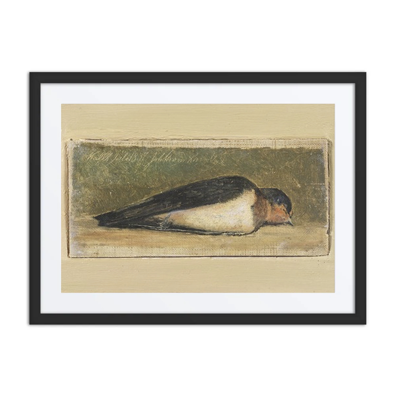Study of a Dead Swallow