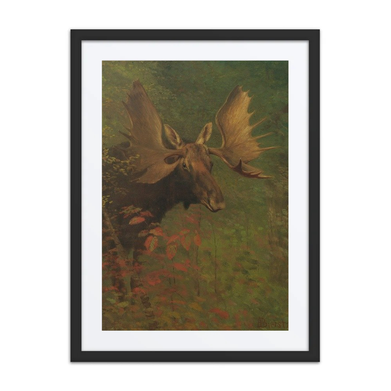 Study of a Moose
