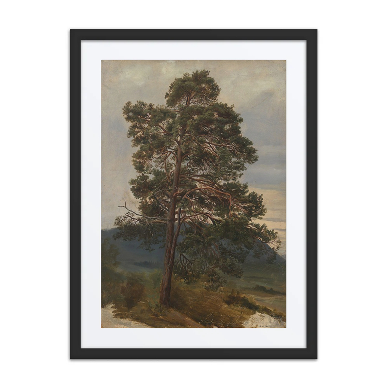 Study of a Pine Tree