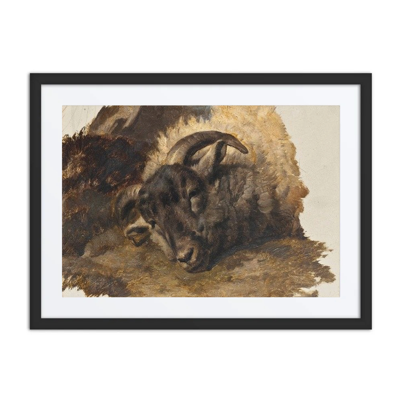 Study of a ram’s Head