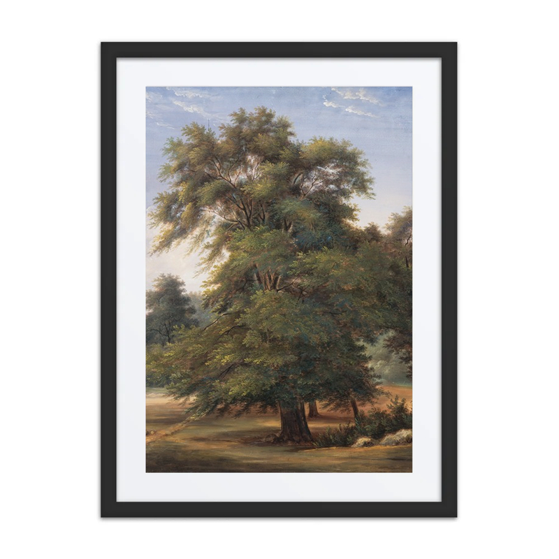 Study of a Tree