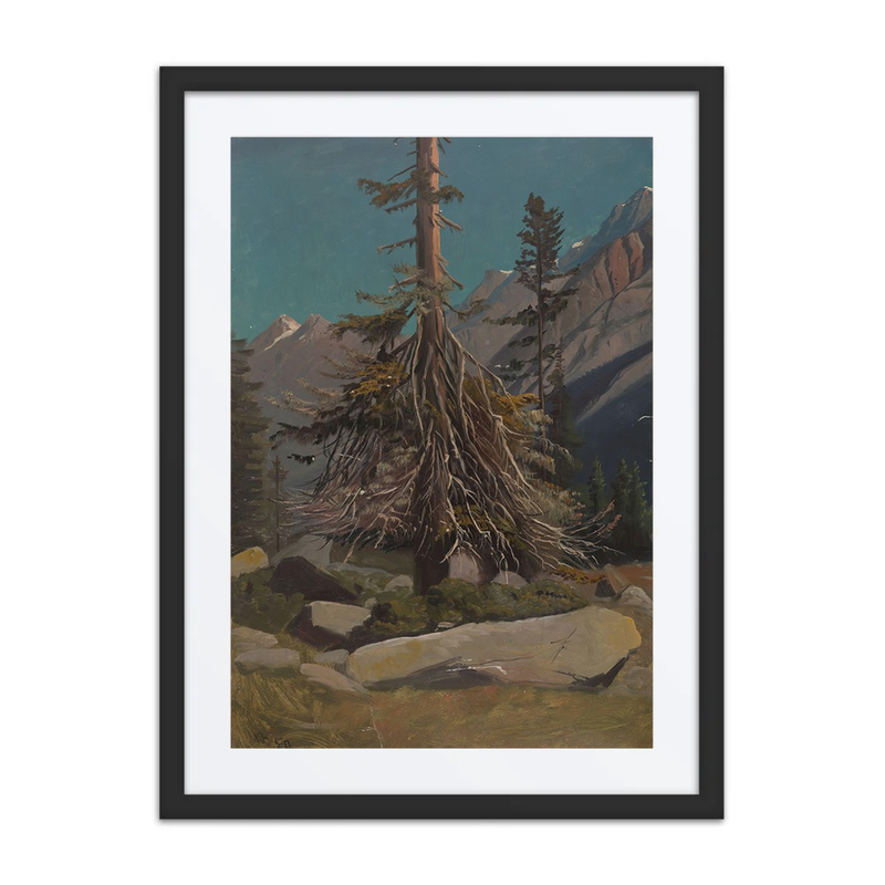 Study of Alpine Trees