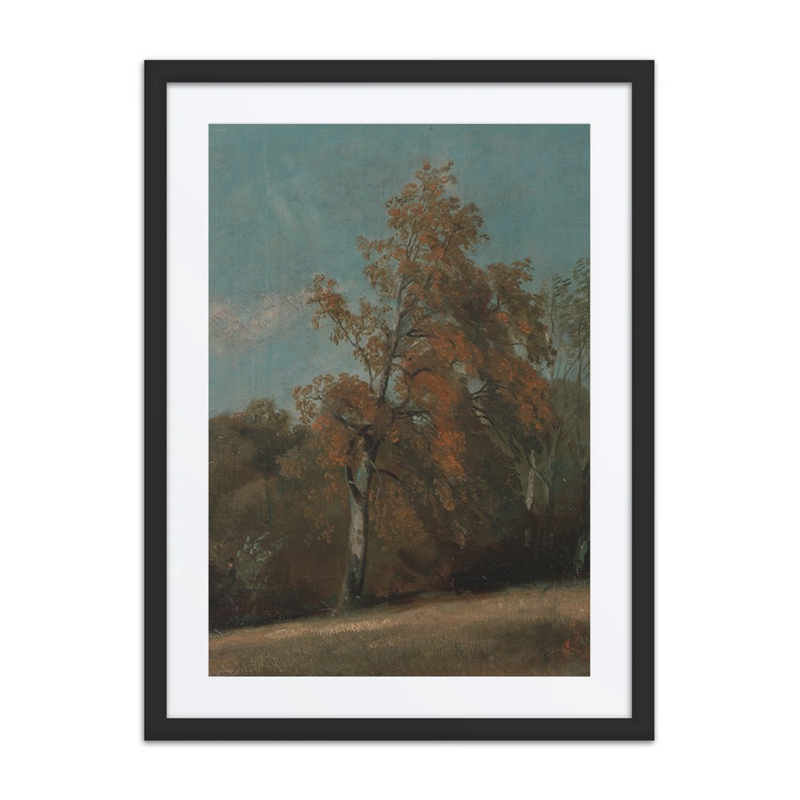 Study of an Ash Tree