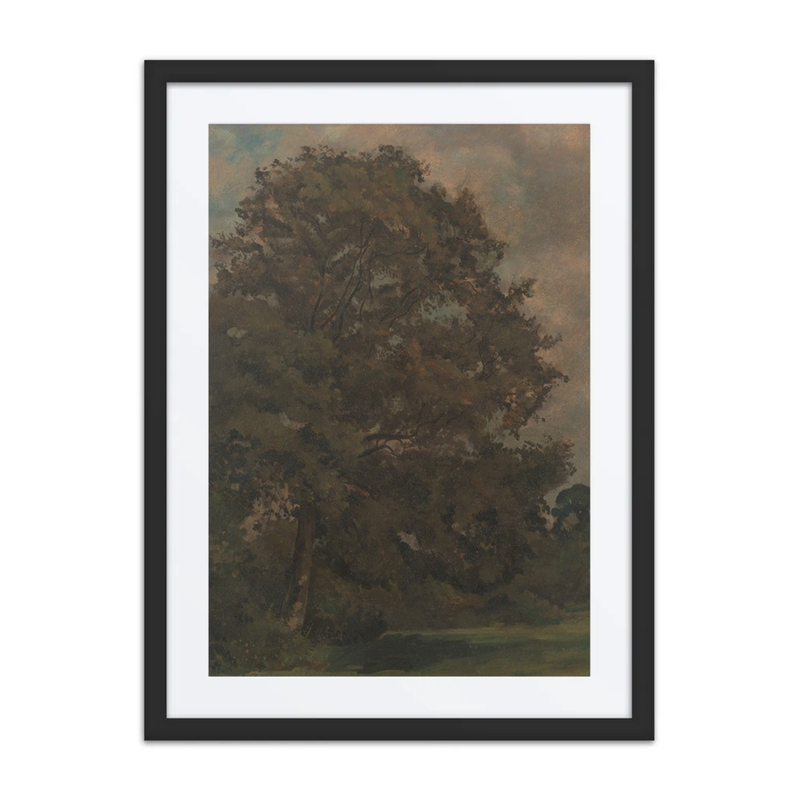 Study of an Ash Tree