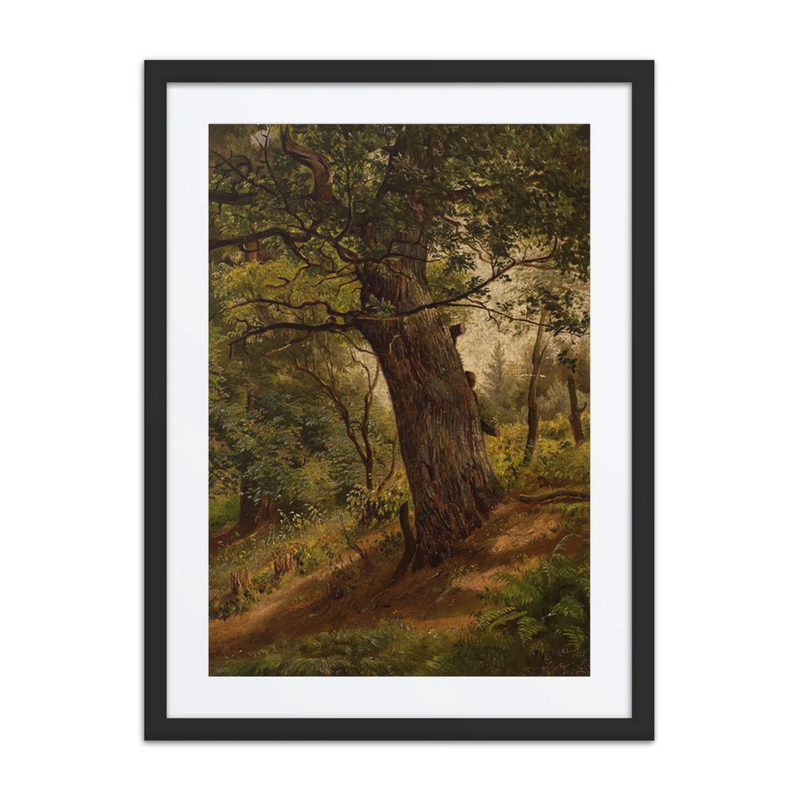 Study of an Oak Tree