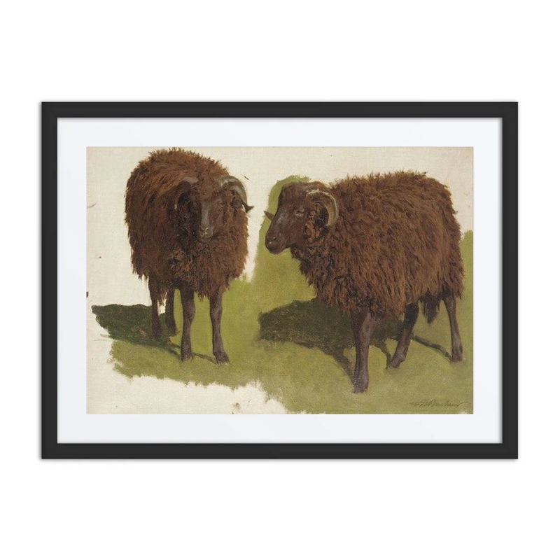 Study of Black Rams
