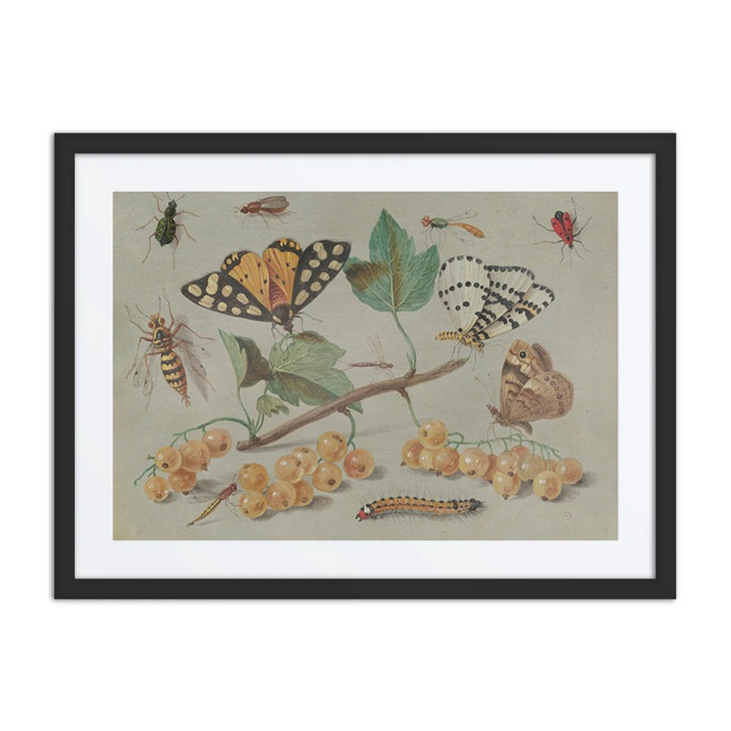 Study of Butterfly and Insects