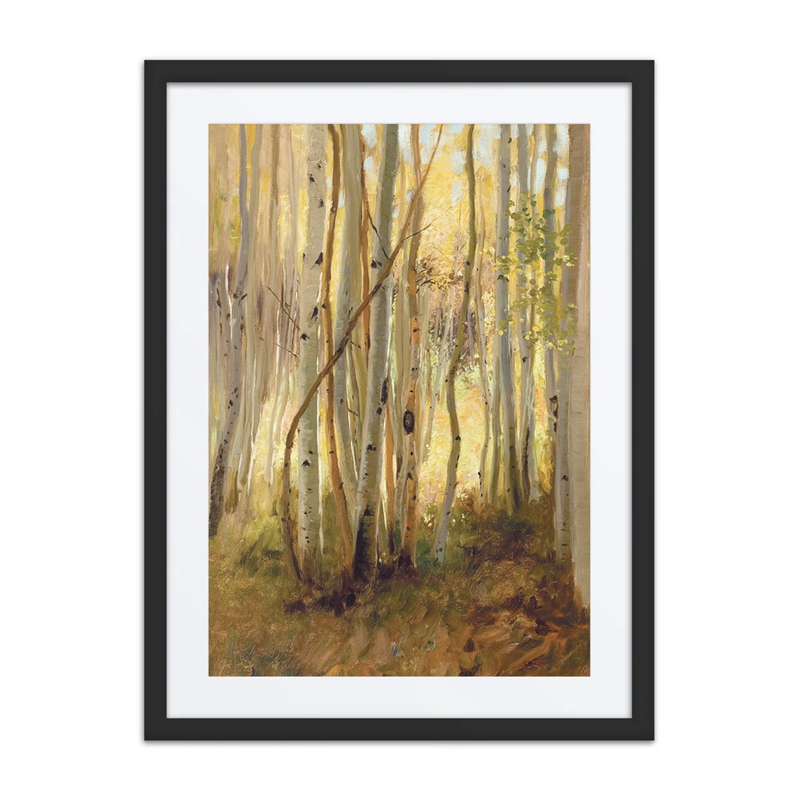 Sunlit Birch Forest