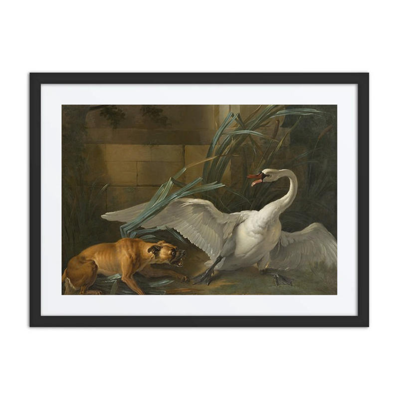 Swan Attacked by a Dog
