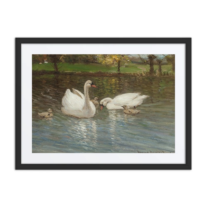 Swans and Cygnets