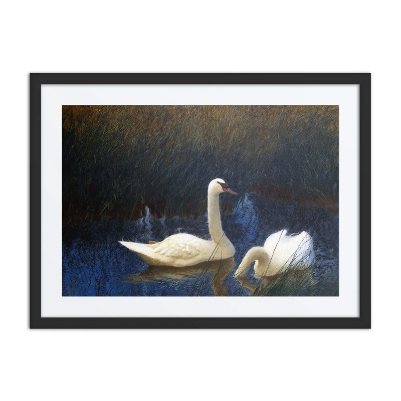 Swans in Reeds