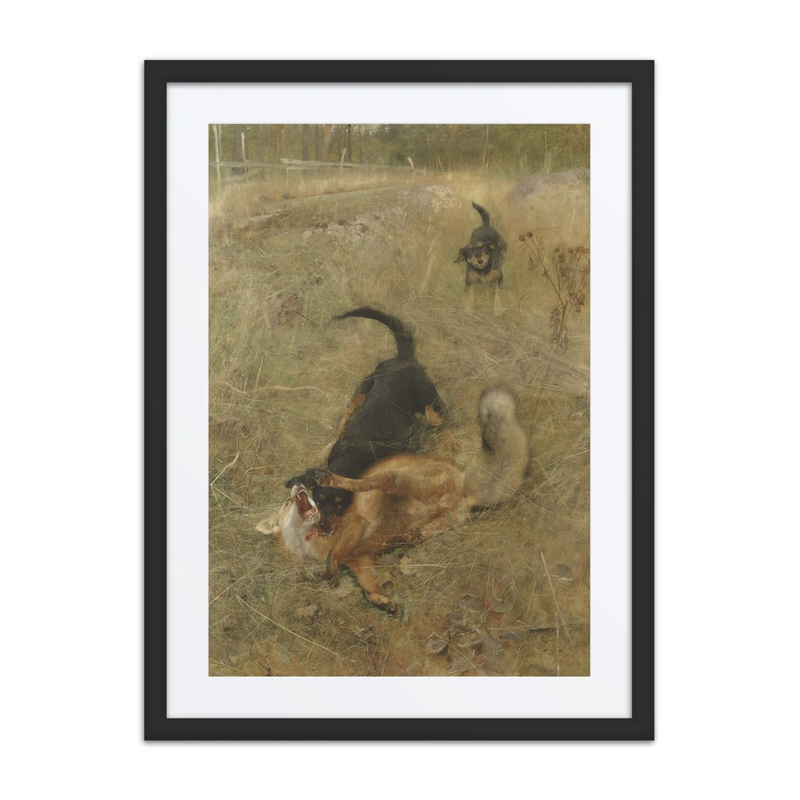 Swedish Foxhound and Fox