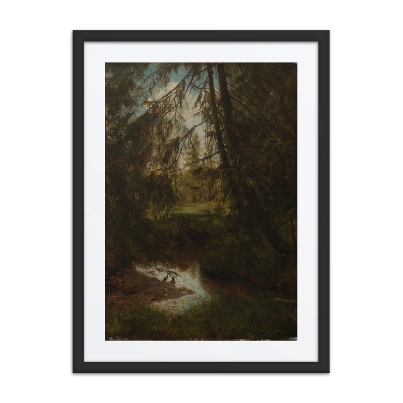 Tannen Am Waldbach